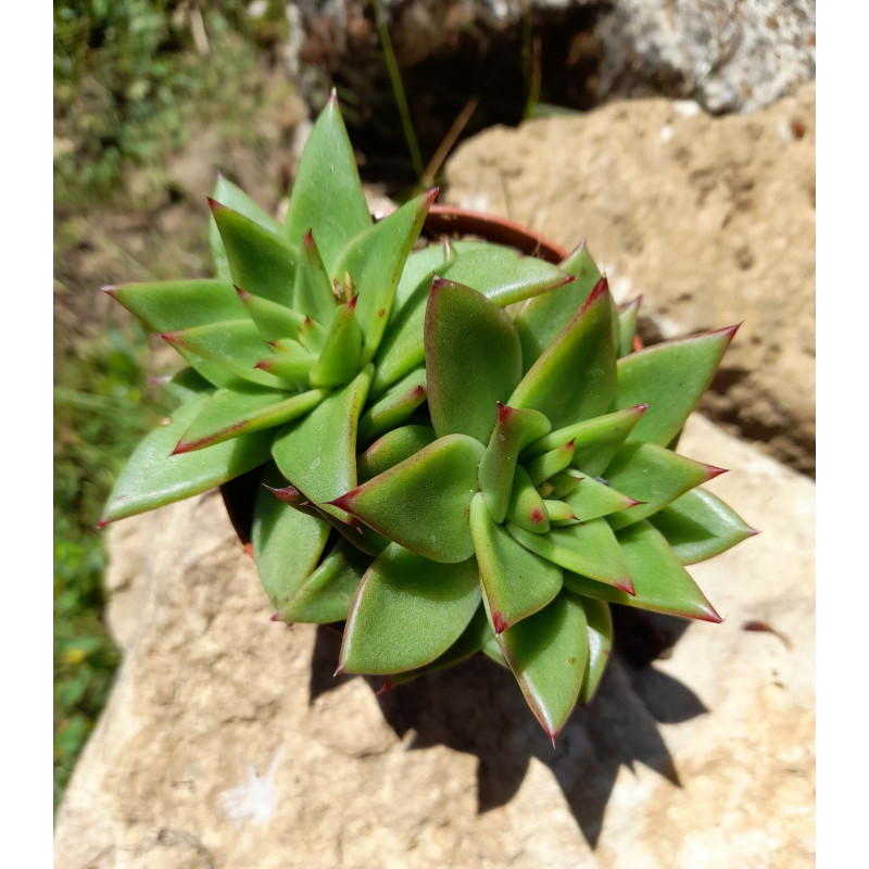 Echeveria Agavoides Lipstick Cluster