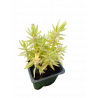 Sedum lineare variegata