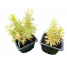 Sedum lineare variegata