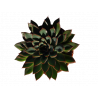 Echeveria 'sagitta'