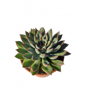 Echeveria 'sagitta'