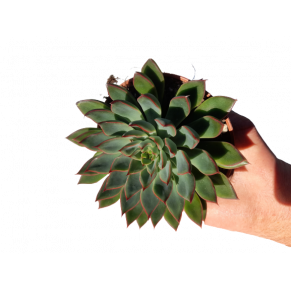 Echeveria 'sagitta'