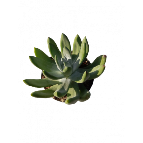 Dudleya brittonii