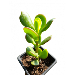 Crassula ovata