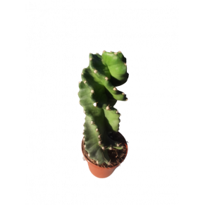 Cereus forbesii 'Spiralis'