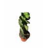 Cereus forbesii 'Spiralis'