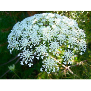 Daucus carota