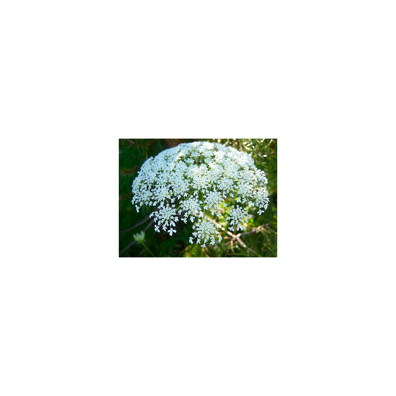 Daucus carota