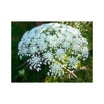 Daucus carota