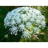 Daucus carota