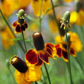 Chapeau mexicain, Ratibida  Columnifera.