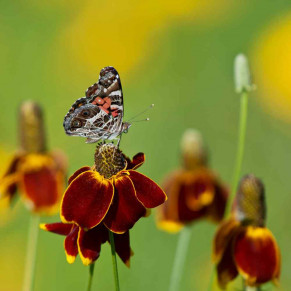 Chapeau mexicain, Ratibida  Columnifera.