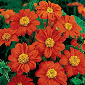 Tournesol mexicain. Tithonia Rotundifolia