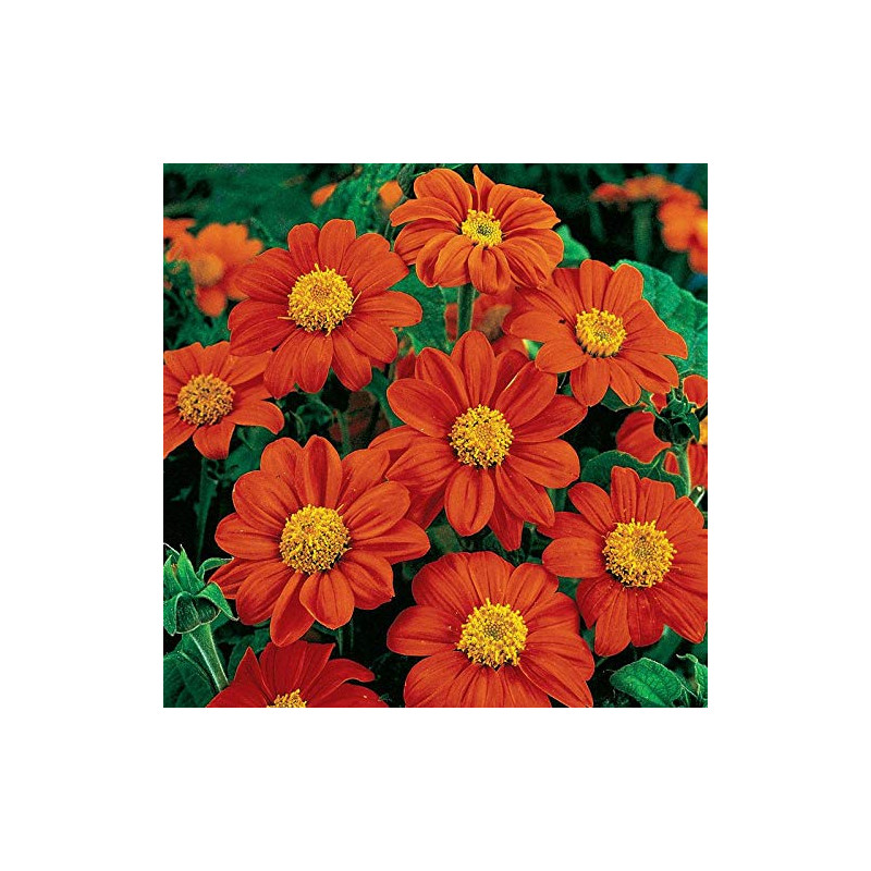 Tournesol mexicain. Tithonia Rotundifolia