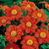 Tournesol mexicain. Tithonia Rotundifolia