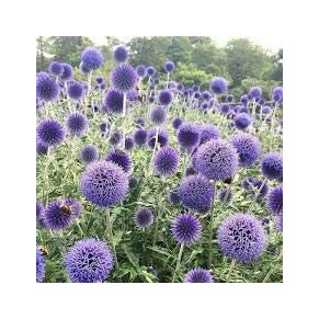 Echinops boule azurée. Echinops Bannaticus.