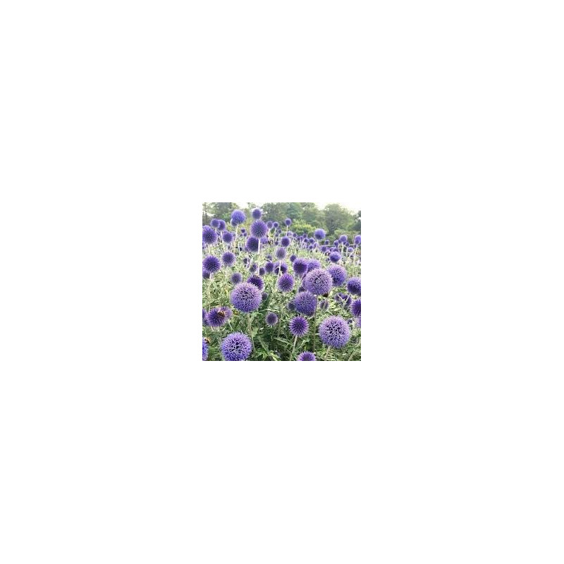 Echinops boule azurée. Echinops Bannaticus.
