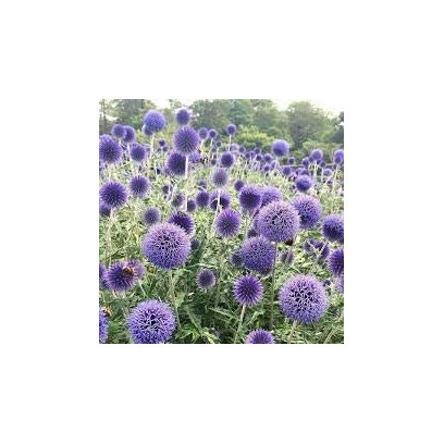 Echinops boule azurée. Echinops Bannaticus.