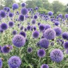 Echinops boule azurée. Echinops Bannaticus.