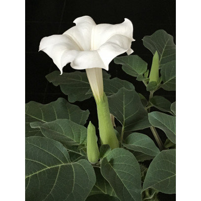 Datura blanc. Datura Inoxia