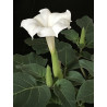 Datura blanc. Datura Inoxia