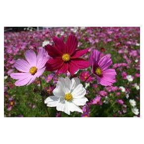 Cosmos varié. Cosmos Bipinnatus.