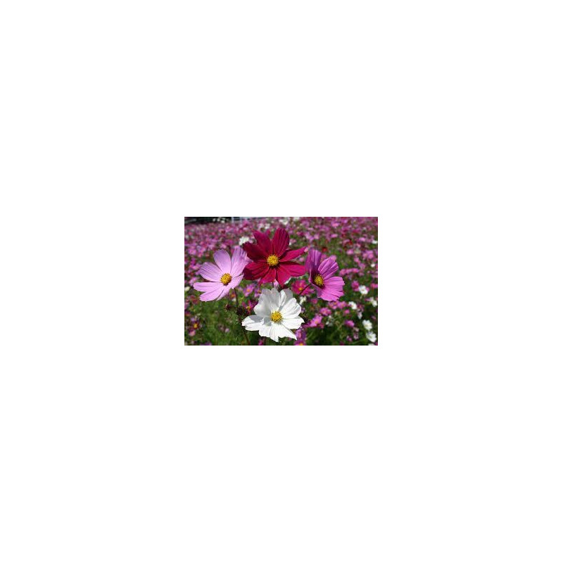 Cosmos varié. Cosmos Bipinnatus.