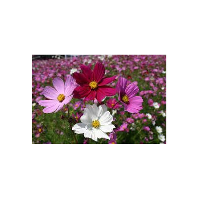 Cosmos varié. Cosmos Bipinnatus.