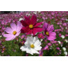 Cosmos varié. Cosmos Bipinnatus.