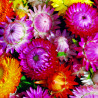 Immortel à grande bractée mix . Bracteantha Bracteata .