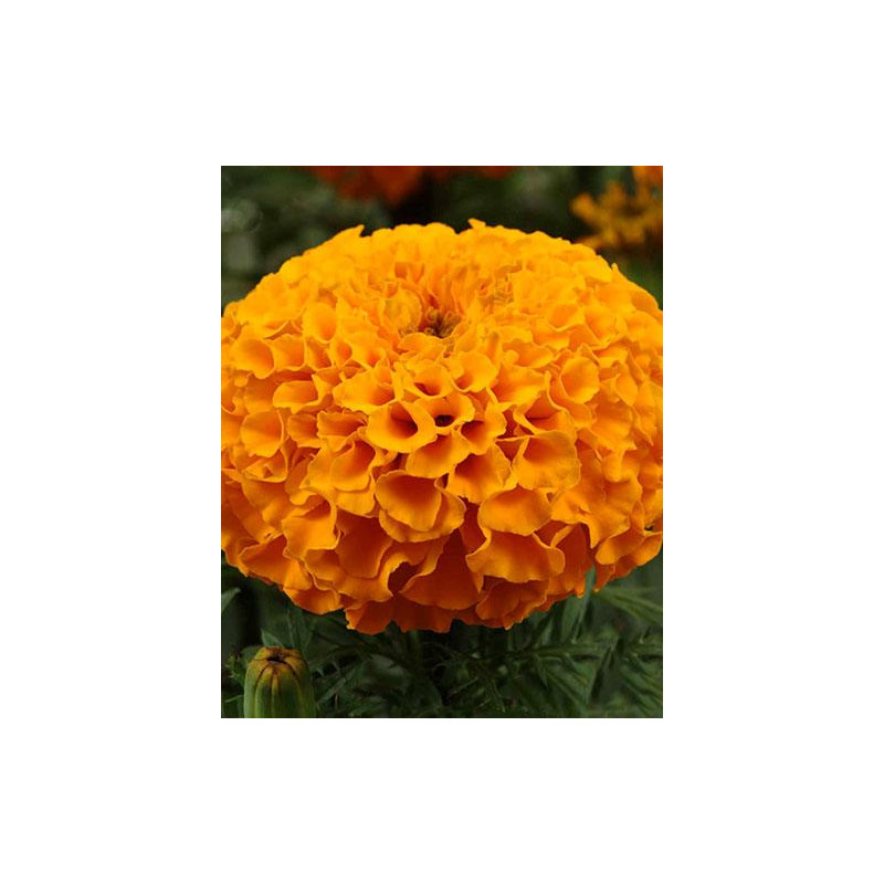Rose d'inde. Tagetes Erecta.
