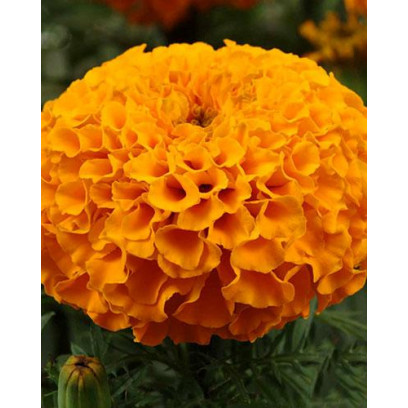 Rose d'inde. Tagetes Erecta.