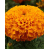 Rose d'inde. Tagetes Erecta.