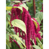 Amarante queue-de-renard Red Cascade.