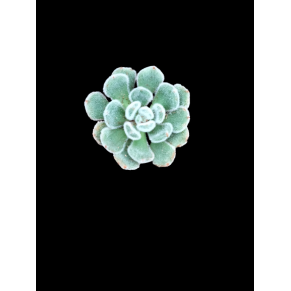 Echeveria green velvet