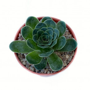 Greenovia diplocycla