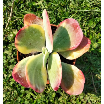 Kalanchoe thyrsiflora variegata