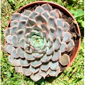 Echeveria texensis rosea