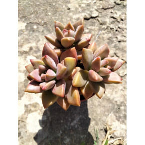 Graptosedum bronze