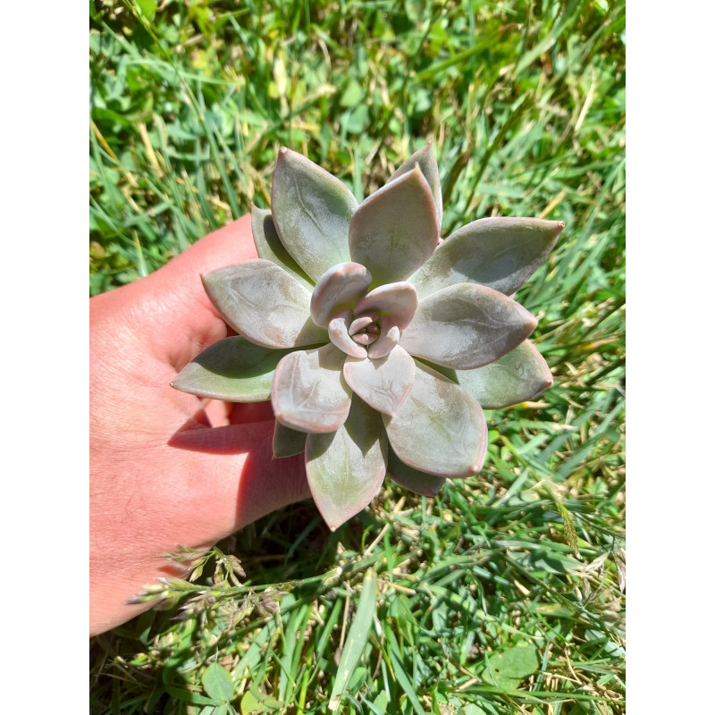 Echeveria 'Silver Queen'