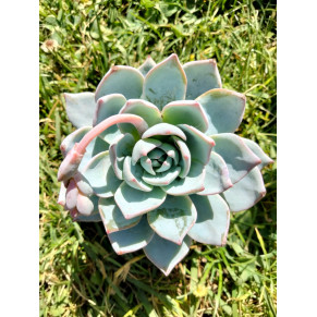 Echeveveria 'blue bird'