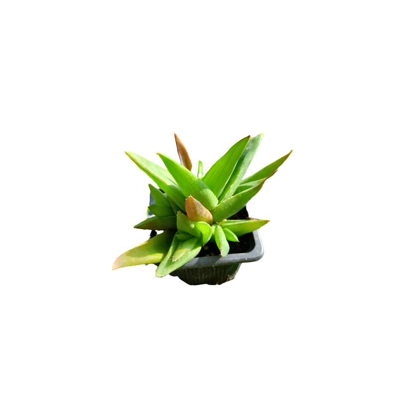Collection de 3 succulentes - Aloé, Echeveria, Crassula - Aloe