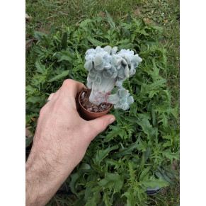 Echeveria frosty cristata