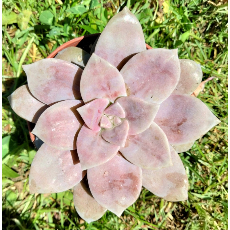 Graptoveria 'Superbum'