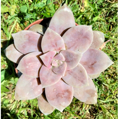 Graptoveria 'Superbum'