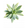 XPachyveria Glauca