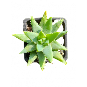 Aloe brevifolia var. brevifolia: