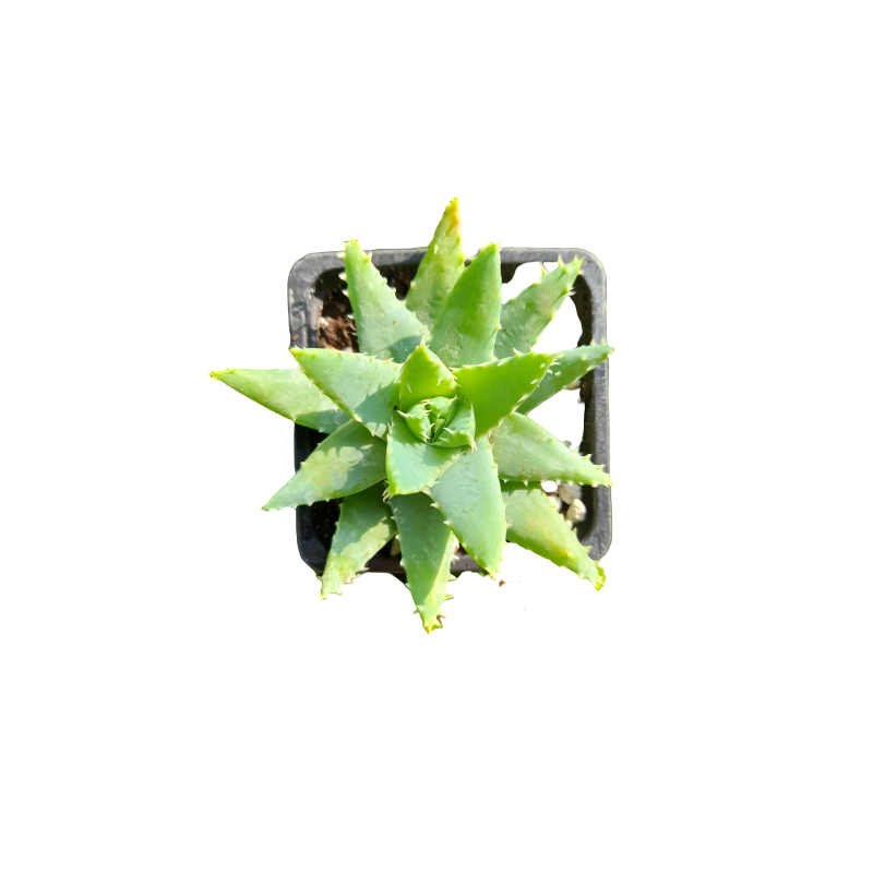 Aloe brevifolia var. brevifolia: