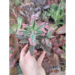 Kalanchoe "Pink butterfly"