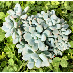 Sedum commixtum
